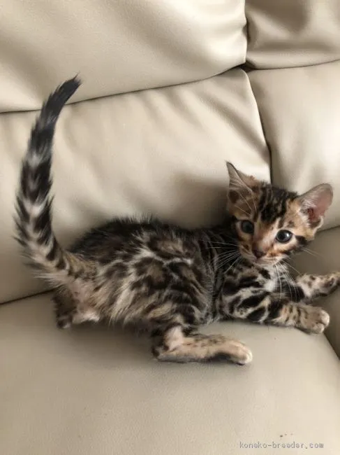 ID:2012-01004の子猫