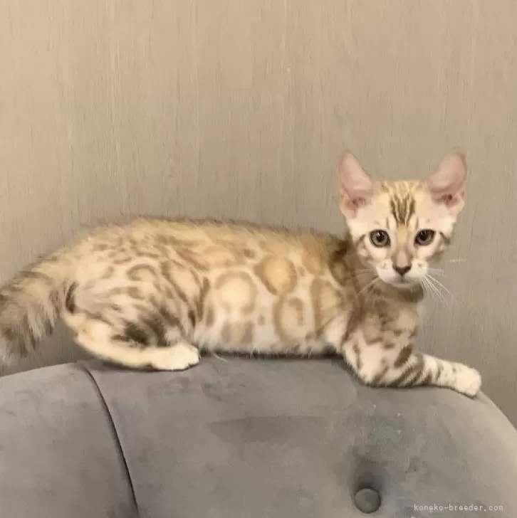 ID：2404-01282の子猫