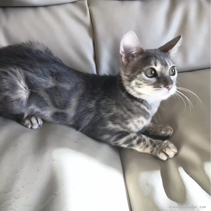 ID:2307-01698の子猫