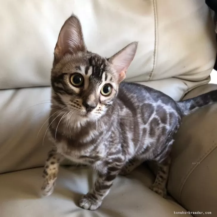 しゅてるん 様のお迎えした子猫