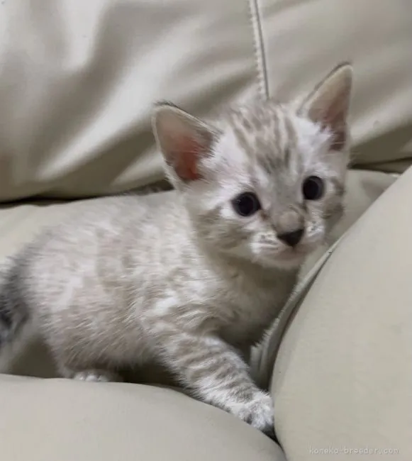 ID:2205-00008の子猫