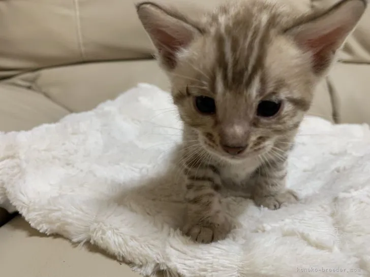 ID:2105-01458の子猫