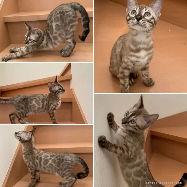 ID：2105-01449の子猫