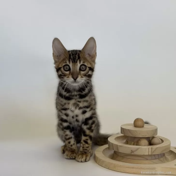 ID：2311-01060の子猫