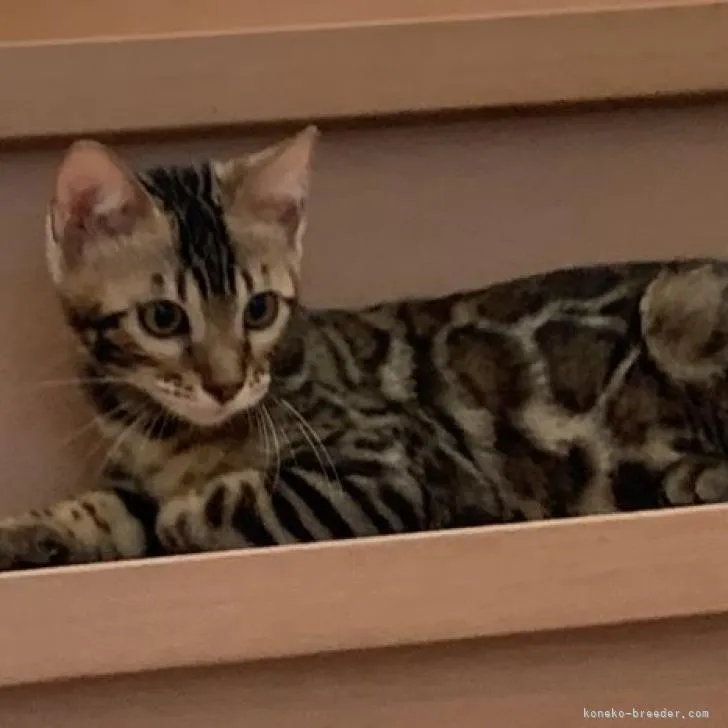 ID：2207-03269の子猫