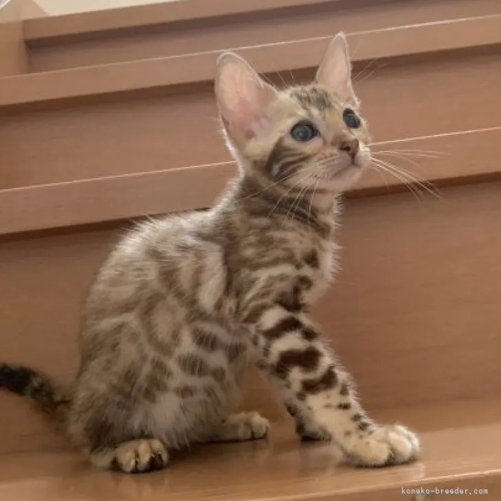 ID:2304-02142の子猫
