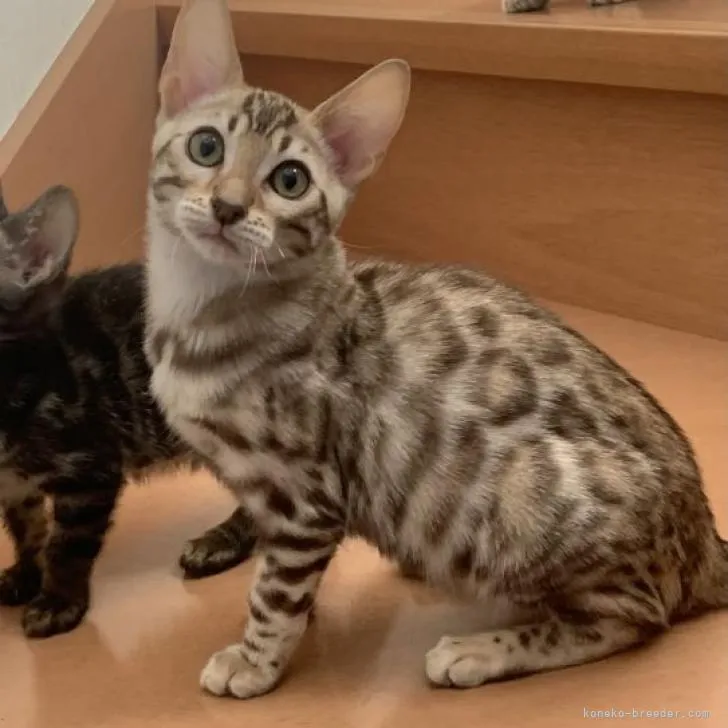 ID：2210-01135の子猫