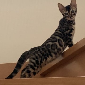 ベンガル【群馬県・女の子・2023年3月13日・ブラウンスポテッドタビー】の写真「SALE‼️ロシア系統🇷🇺美猫❤️SALE‼️」