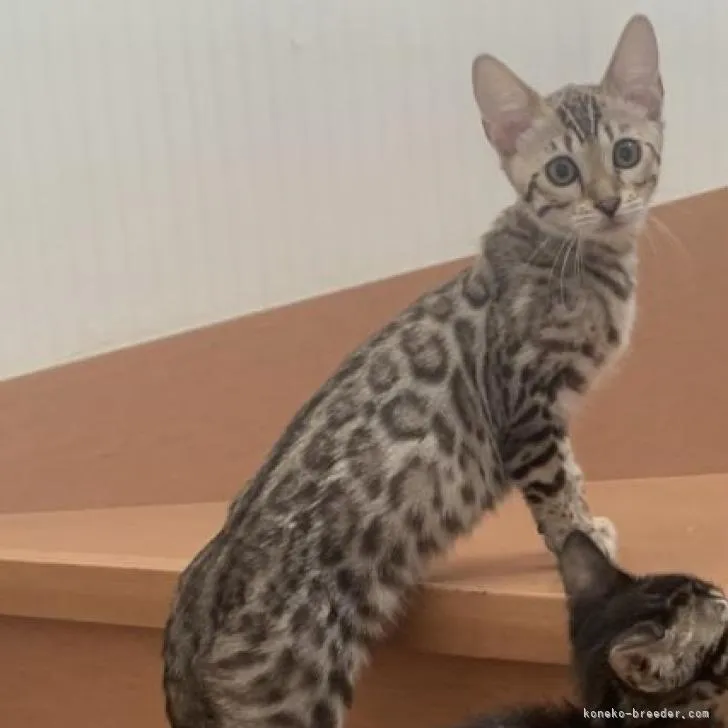ID:2210-01138の子猫