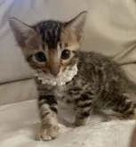 ベンガル【群馬県・男の子・2023年3月13日・ブラウンスポテッドタビー】の写真2