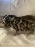 ベンガル【群馬県・男の子・2023年3月13日・ブラウンスポテッドタビー】の写真3