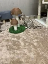 ベンガル【群馬県・女の子・2021年11月8日・スノーミンク】の写真3