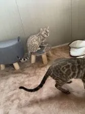 ベンガル【群馬県・女の子・2021年11月8日・スノーミンク】の写真4