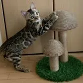 ベンガル【群馬県・男の子・2022年7月3日・ブラウンスポテッドタビー】の写真5