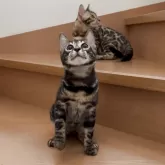 ベンガル【群馬県・男の子・2025年5月24日・ブラウンチャコールスポテッドタビー】の写真12