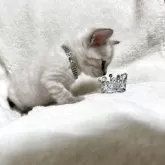 ベンガル【群馬県・男の子・2025年10月28日・スノーリンクス(カシミアキャリア)】の写真12