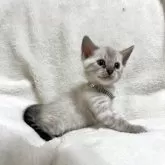 ベンガル【群馬県・男の子・2025年10月28日・スノーリンクス(カシミアキャリア)】の写真13