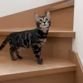 ベンガル【群馬県・男の子・2025年5月24日・ブラウンチャコールスポテッドタビー】の写真14