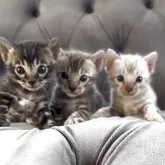 ベンガル【群馬県・男の子・2025年5月24日・ブラウンチャコールスポテッドタビー】の写真15