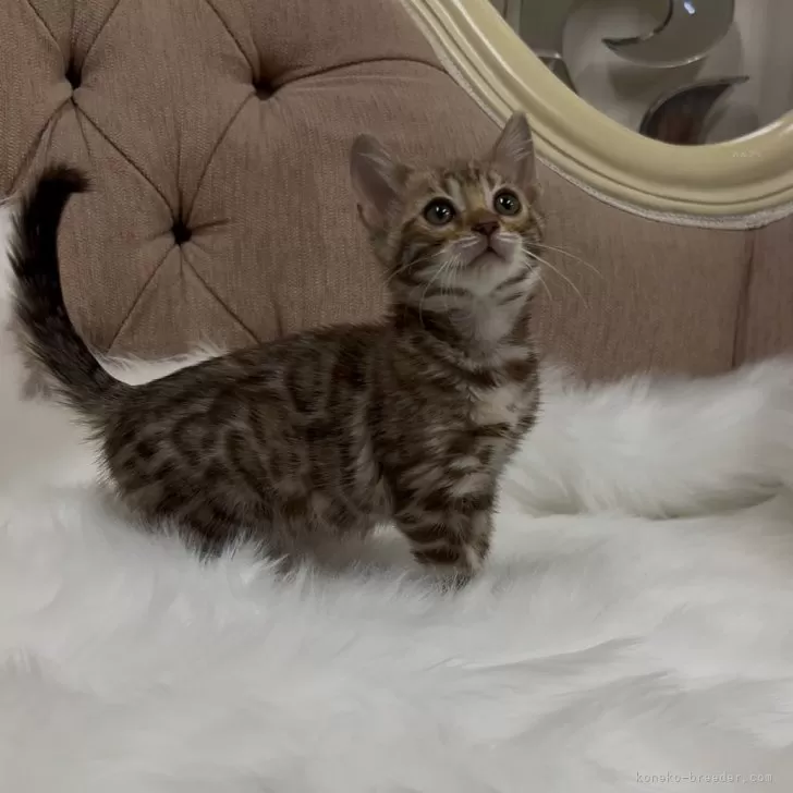 ID:2501-01633の子猫