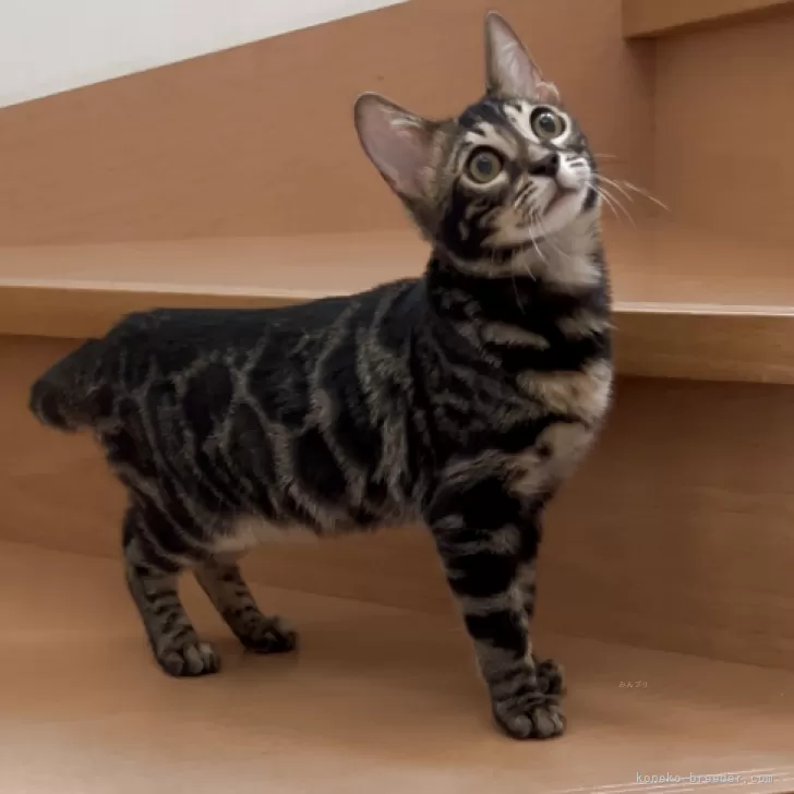 ベンガル【群馬県・男の子・2025年5月24日・ブラウンチャコールスポテッドタビー】の写真1