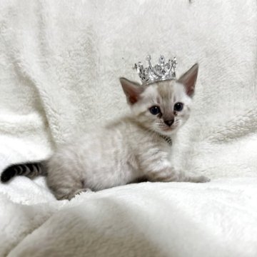 ベンガル【群馬県・男の子・2025年10月28日・スノーリンクス(カシミアキャリア)】の写真「カシミアキャリアのショート。可愛いお顔の愛らしい子」