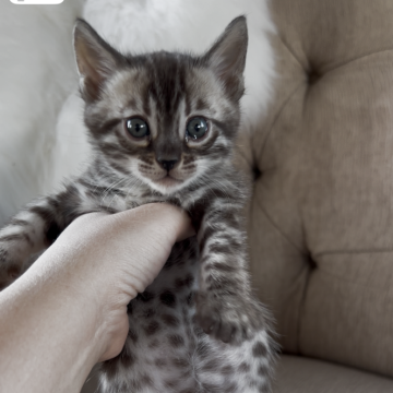 ベンガル【群馬県・男の子・2025年10月4日・スノーセピア「ロゼット」（スノーセピア）】の写真「ロゼットが綺麗に並んだ、おっとりした可愛い子」