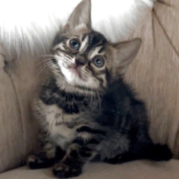 ベンガル【群馬県・女の子・2025年10月4日・ブラウンチャコールキャリア】の写真「お顔の可愛い女の子😍」