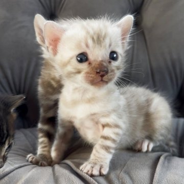 ベンガル【群馬県・男の子・2025年5月24日・シールミンク】の写真「スノーミンクの淡いカラーの美猫🩵」