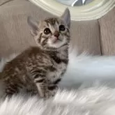 ベンガル【群馬県・女の子・2024年11月7日・シールセピアスポテッドタビー】の写真1