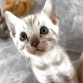 ベンガル