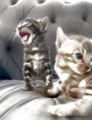 ベンガル【群馬県・男の子・2025年5月24日・ブラウンチャコールスポテッドタビー】の写真3