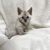 ベンガル【群馬県・男の子・2025年10月28日・スノーリンクス(カシミアキャリア)】の写真5