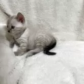 ベンガル【群馬県・男の子・2025年10月28日・スノーリンクス(カシミアキャリア)】の写真9