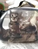 ベンガル【群馬県・男の子・2025年5月24日・ブラウンチャコールスポテッドタビー】の写真9