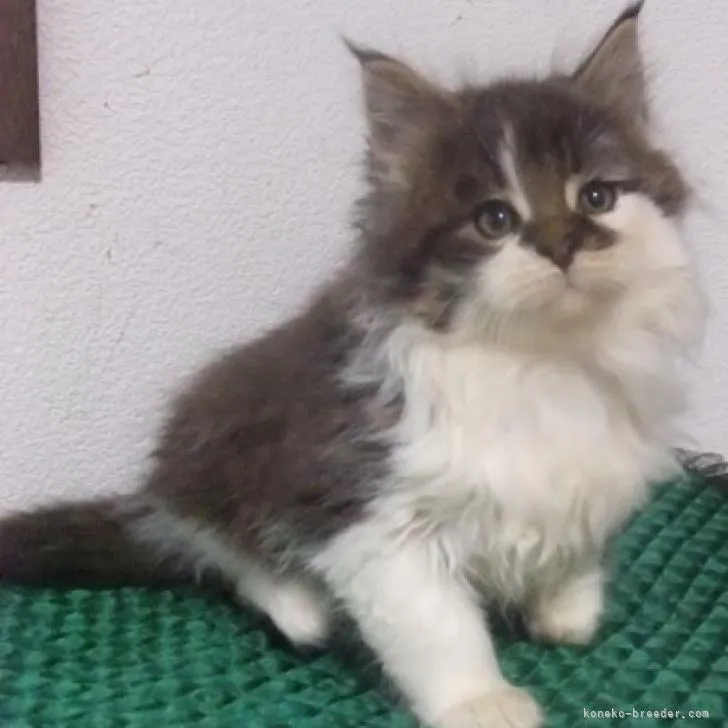 ID:2302-01239の子猫