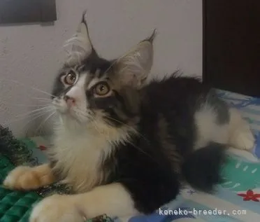 ID：2110-01910の子猫