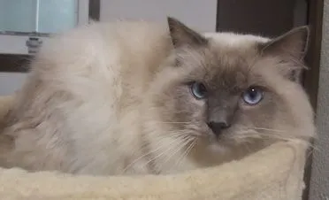 ID:2103-00717の子猫