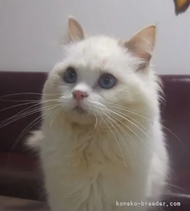 ID:2202-01374の子猫