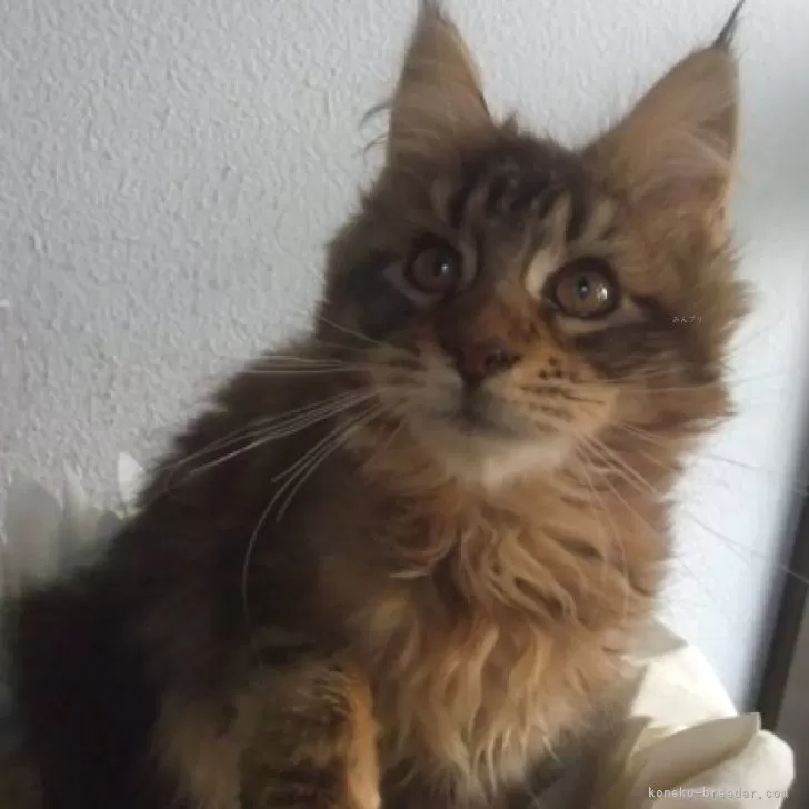ID:2402-00959の子猫