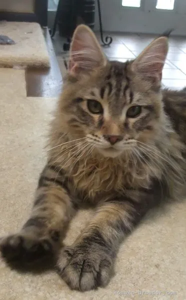 ID:2108-01836の子猫