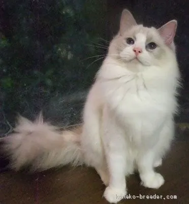 ID:1910-01241の子猫