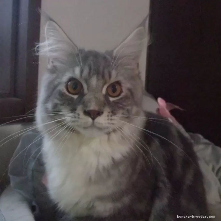 ID:2412-00891の子猫