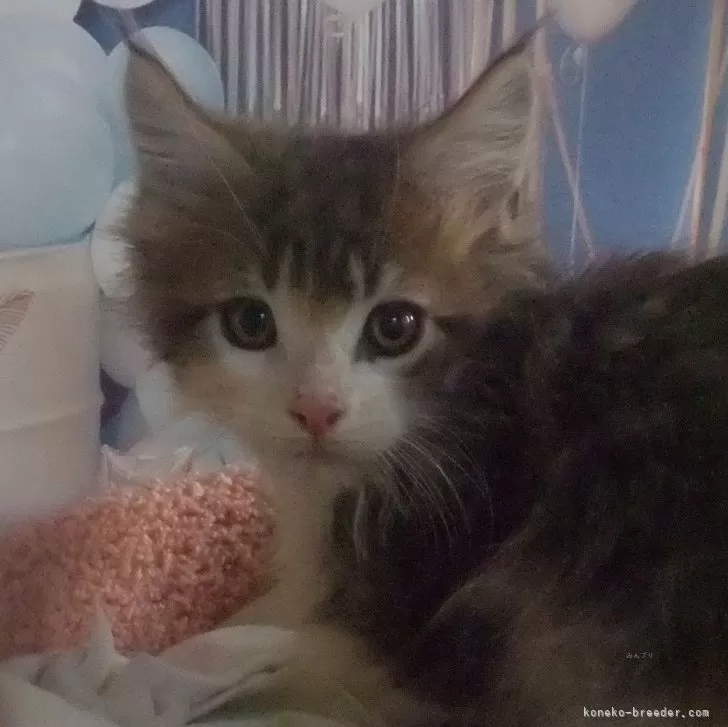 ID：2412-00629の子猫