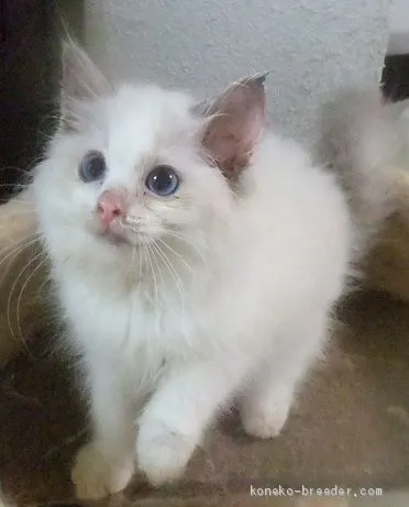 ID：2006-01557の子猫