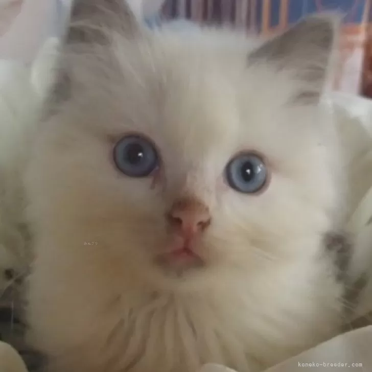 ID:2405-02525の子猫
