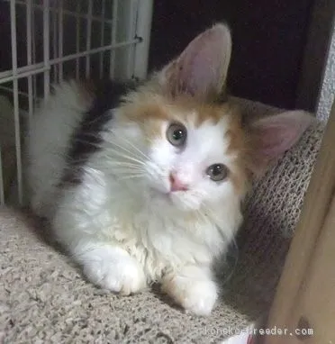 ID：2007-01795の子猫