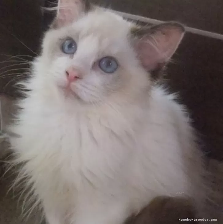 ID:2410-00617の子猫