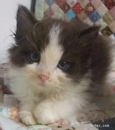 ID：2105-02532の子猫