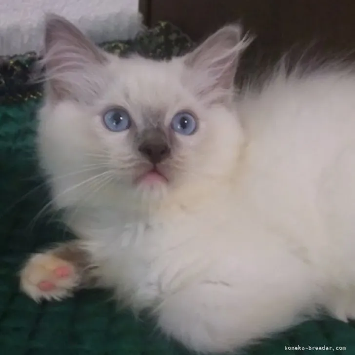 ID：2308-00545の子猫